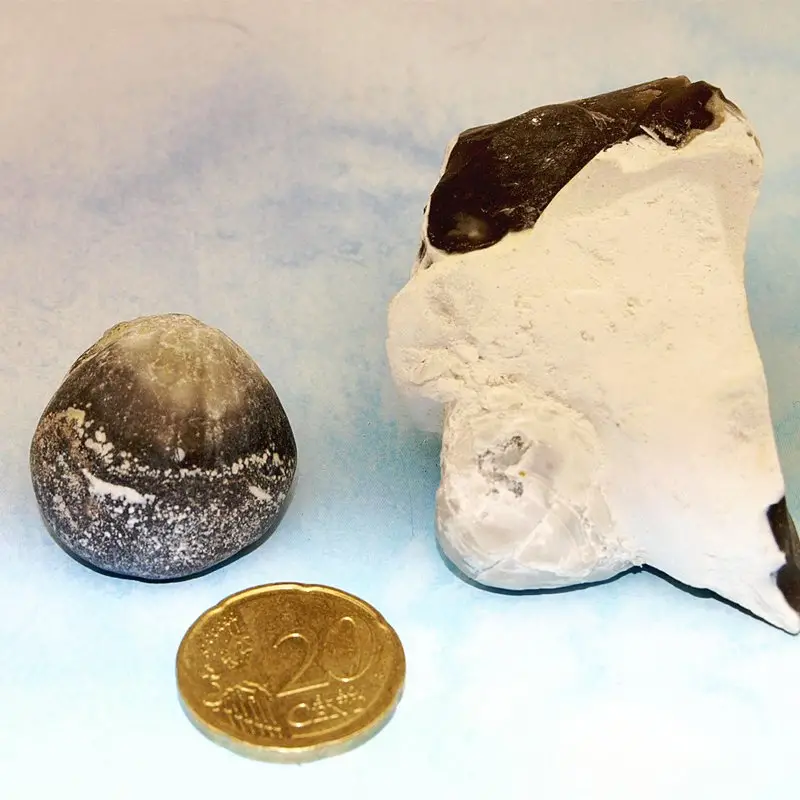 Brachiopoden, Armfüßer aus der Schreibkreide Rügens