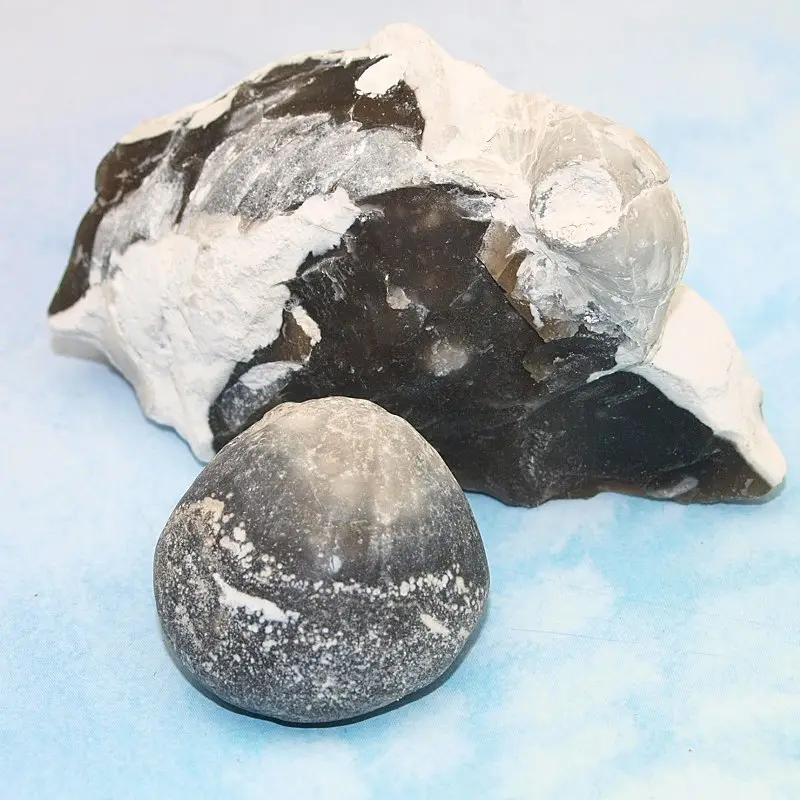 1 Exemplar im Feuerstein steckend, der andere Armfüßer ist freigelegt und einem Durchmesser von ca. 30 mm