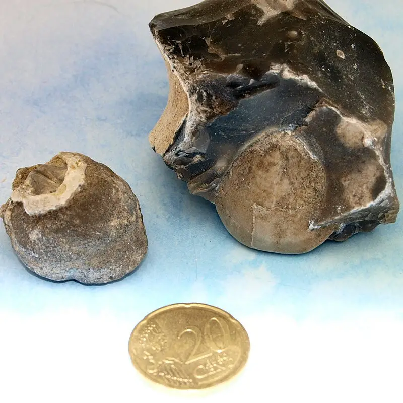 Brachiopoden, Armfüßer, 2er Set