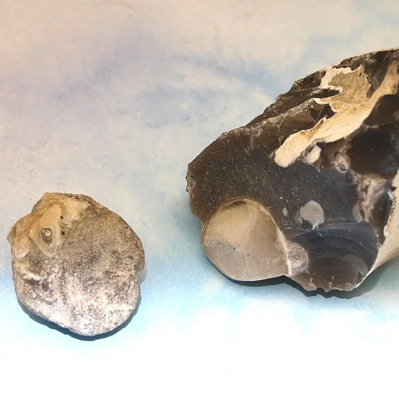 1 Exemplar im Feuerstein steckend, der andere Armfüßer ist freigelegt, Durchmesser von ca. 25 mm