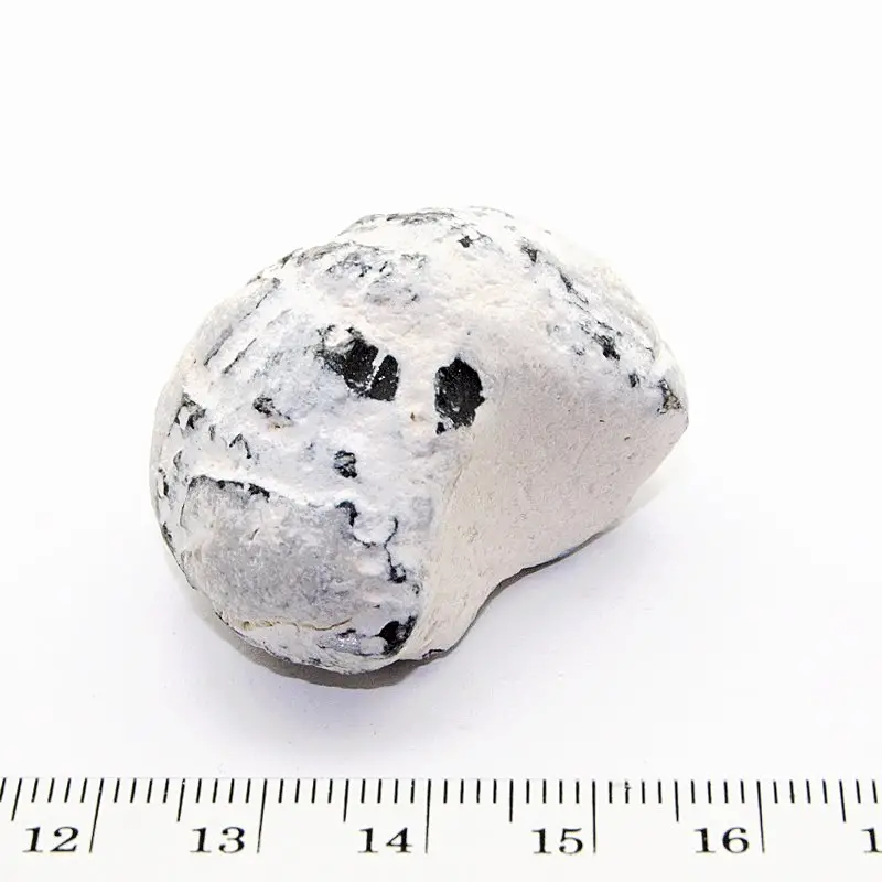 Weitere, seitliche Seeigel Ansicht