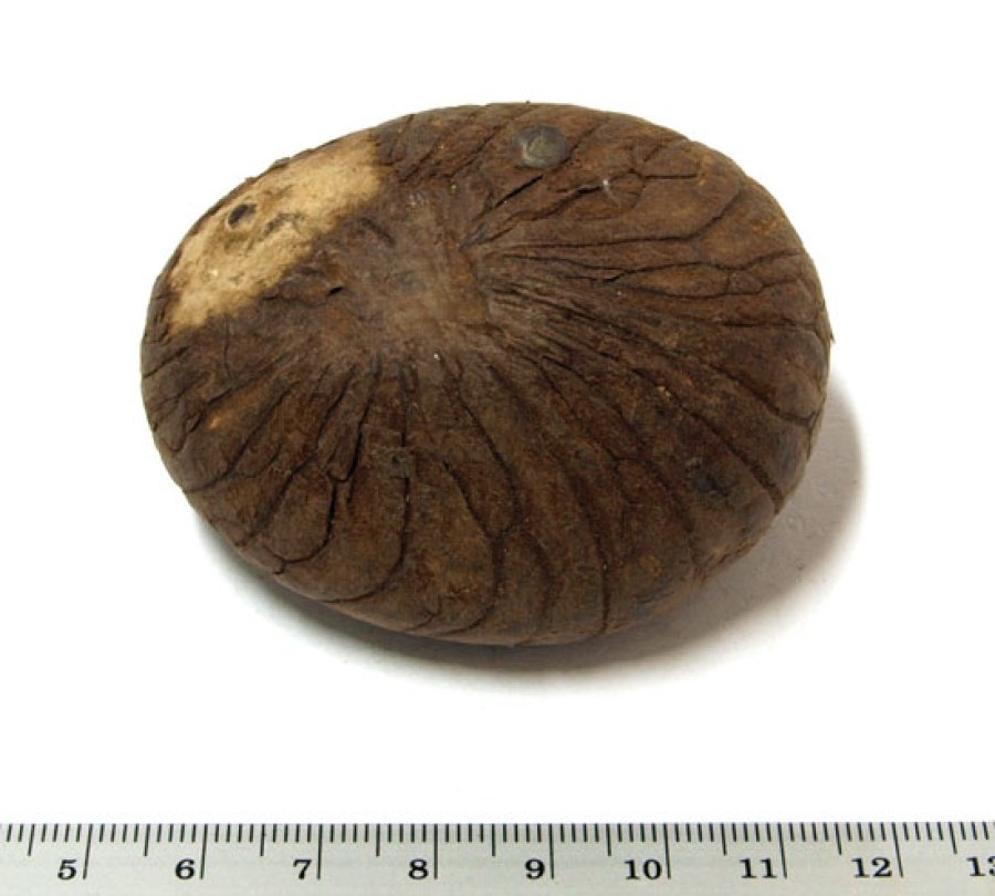 Einzelne Tagua Nuss Größe "L" ca. 5,5-6 cm