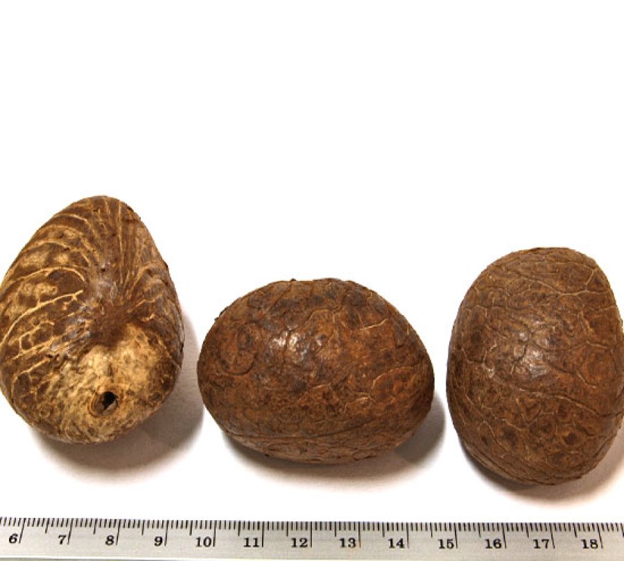 Tagua Nuss Größe M, ca. 4,5-5,5 cm